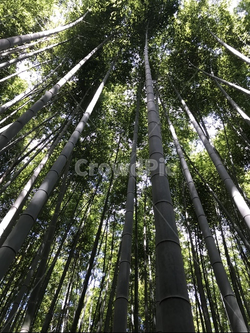 대나무,숲,숲속,대나무숲,교토,일본,아라시아,식물,자연,plants,nature,나무,trees,wood