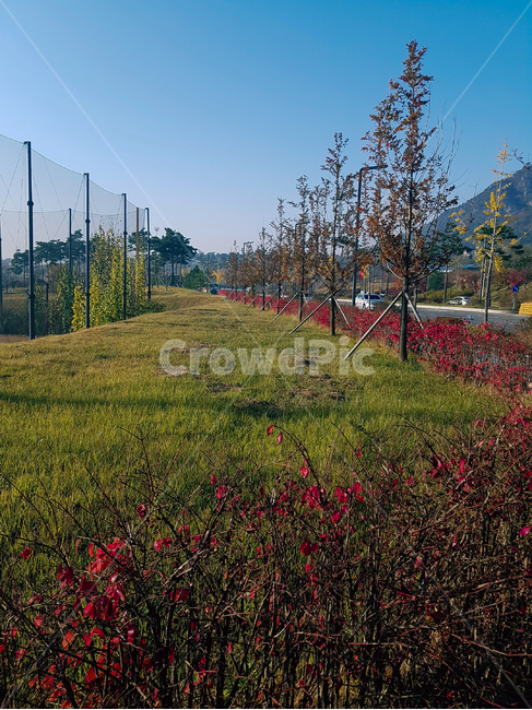 나무,잔디,풍경,도로,하늘,가을,계절,fall,autumn,season,자연,풍경,nature,landscape,outdoors,옥외,grassland,목초지,field,들