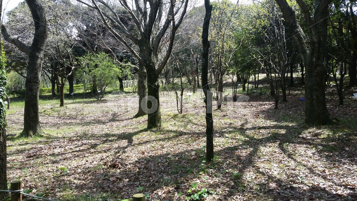 공원,나무,낙엽,자연,풍경,park,tree,fallenleaves,nature,landscape,scenery