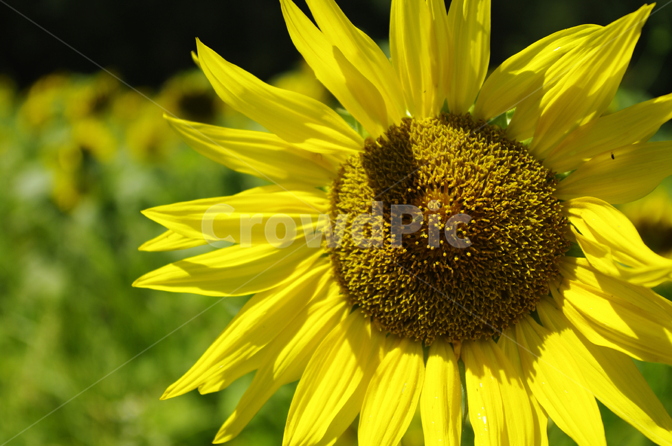 해바라기,꽃,flower,식물,plant,식물,자연,plants,nature,꽃,flower