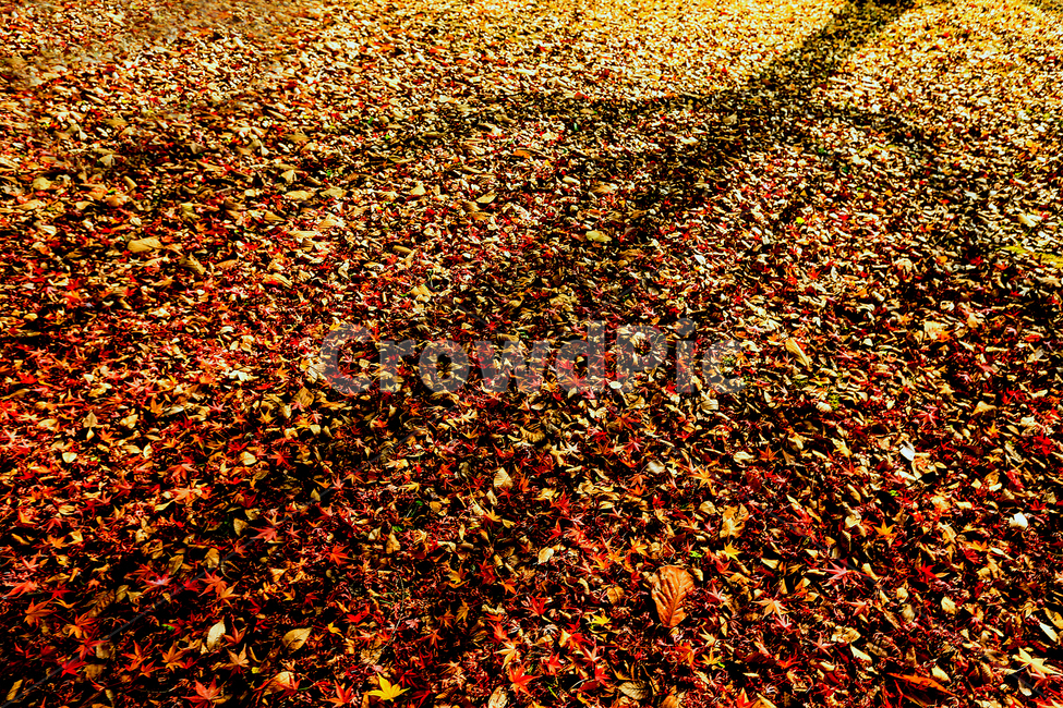가을,단풍,낙엽,햇살,나무,가을,계절,fall,autumn,season,ground,바닥,paper,종이,confetti,색종이 조각