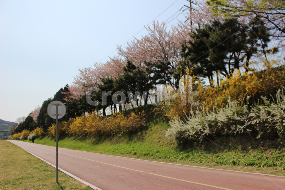자연,공원,일상,봄꽃,싸리꽃,개나리,벚꽃,자연,풍경,nature,landscape,road,도로