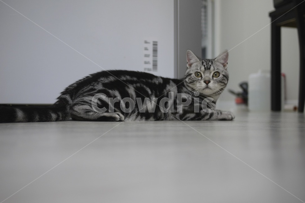 아메숏,포유류,pet,고양이,animal,동물,cat,동물,animal,포유류,mammal,고양이,cat,kitten,kitty