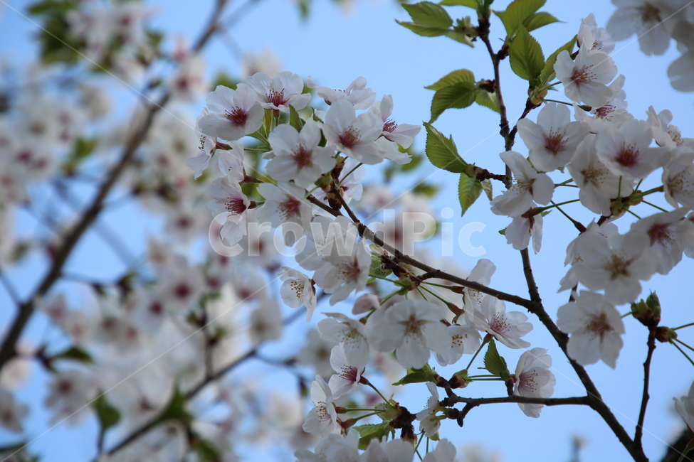 벚꽃,봄,꽃,하늘,나무,분홍,봄,계절,spring,season,식물,자연,plants,nature,꽃,flower,plant,blossom