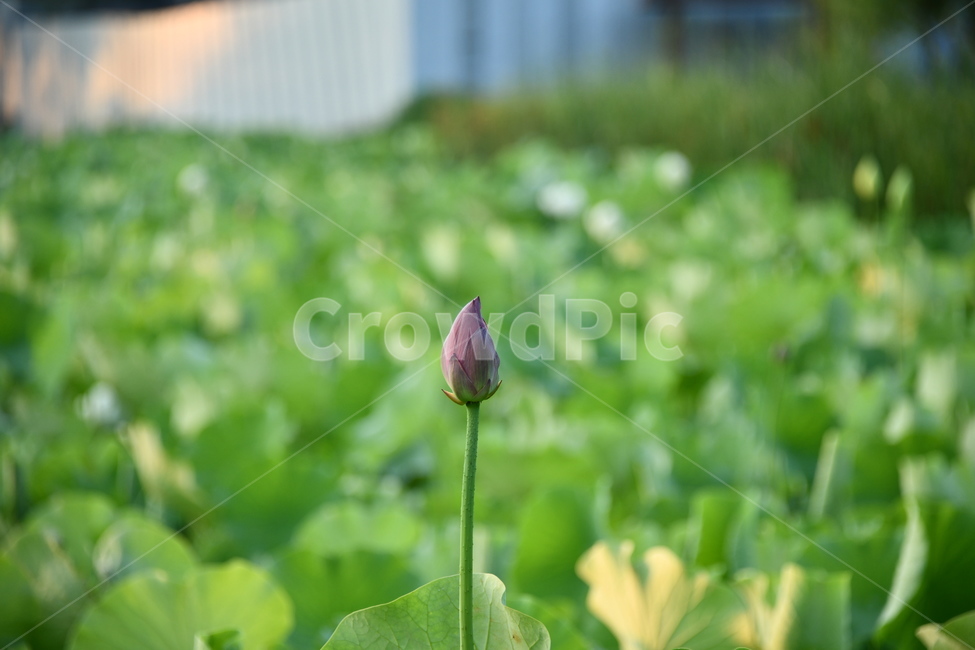 꽃,접사,연꽃밭,식물,plants,nature,flower,분홍색,핑크색,연잎,연꽃