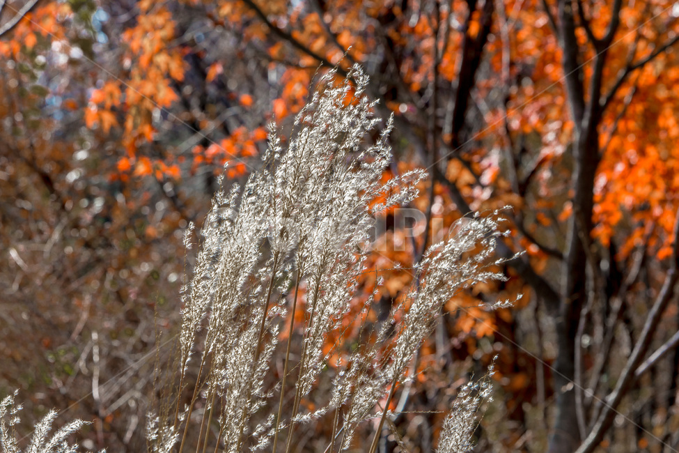 가을,낙엽,억새,숲,단풍,힐링,자연,풍경,가을,계절,fall,autumn,season,자연,풍경,nature,landscape,plant,식물