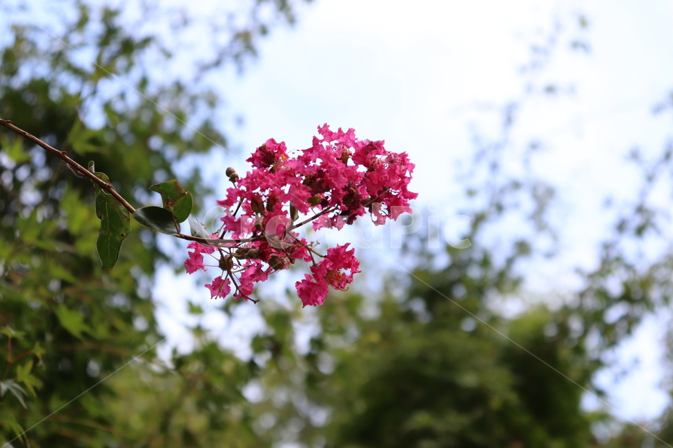 배롱나무,백일홍,꽃,나무,식물,자연,plant,nature,나뭇잎,꽃잎,진분홍색,초록색,식물,자연,plants,nature,꽃,flower