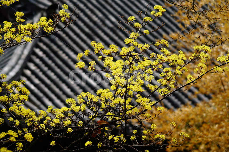 산수유,봄꽃,한국자연,꽃,꽃사진,플라워,flower,봄,spring,식물,plants,자연,nature,풍경,landscape,계절,season,snap,스냅,접사,macro,closeup,클로즈업,감성사진,감성,힐링,healing,느낌,feel,feeling,꽃밭,화단,나무,나뭇가지,tree,꽃봉오리,4월,April,한옥,지붕,기와,봄,계절,spring,season,식물,자연,plants,nature,꽃,flower,plant