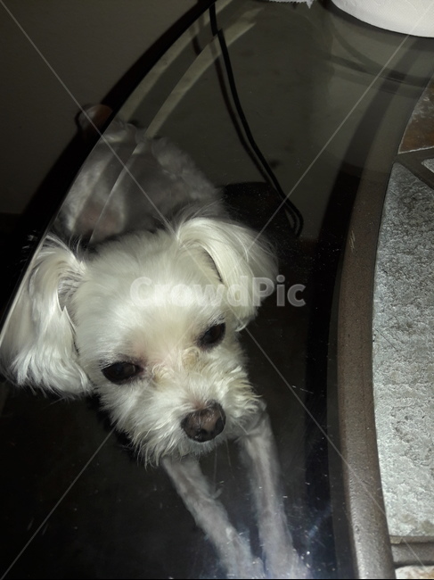 pet,animal,dog,개,애완동물,cute