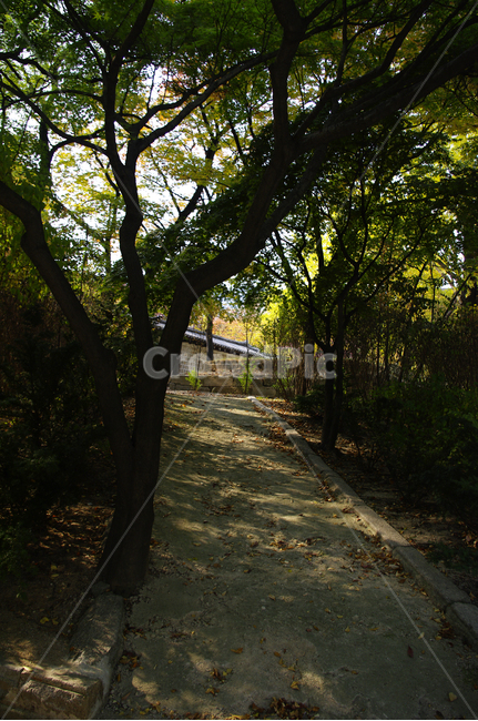 가을,단풍,나무,식물,plant,자연,nature,자연,풍경,nature,landscape,tree,tree trunk,나무 줄기