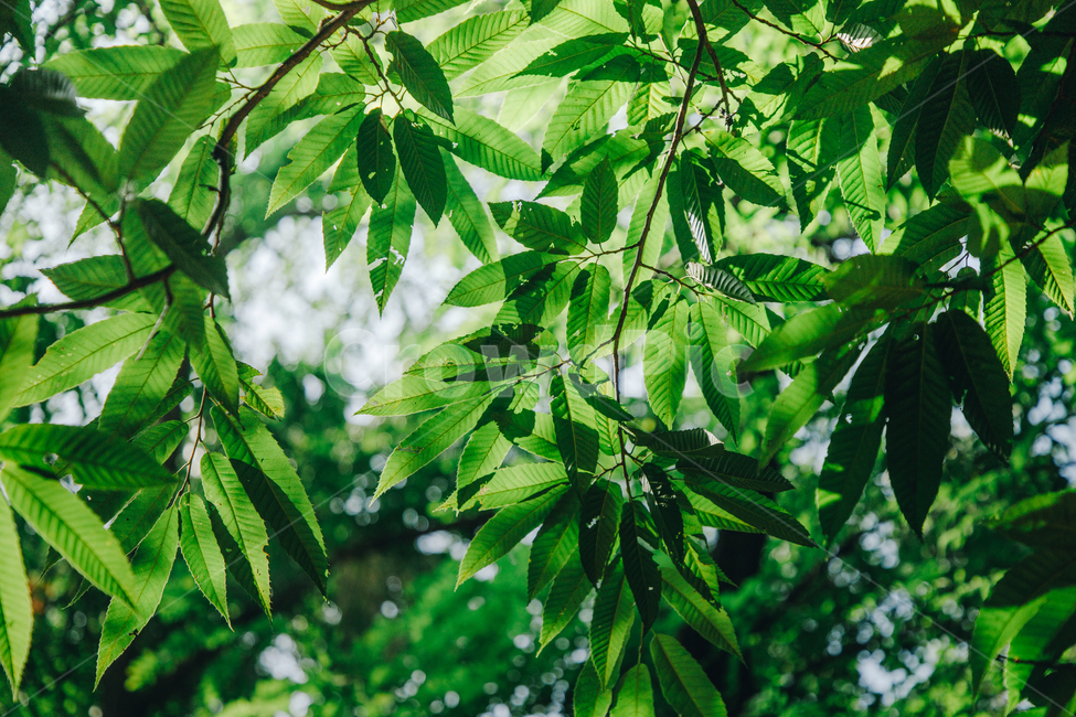자연,식물,초록,나무,싱그러운,햇살,햇볕,tree,식물,자연,plants,nature