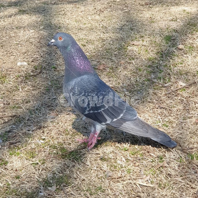 비둘기,dove,새,공원,구구