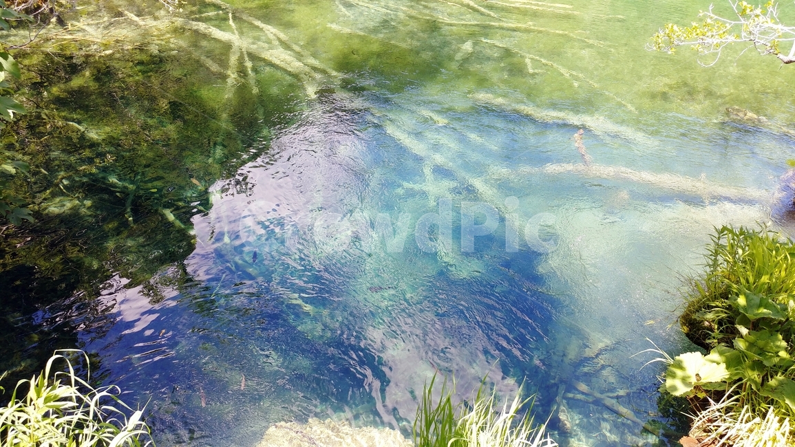 연못,식물,이끼,자연,fond,자연,풍경,nature,landscape,water,물,outdoors,옥외