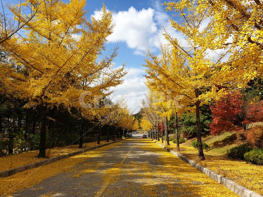 단풍,단풍나무,가을,메이플,maple,가을,계절,fall,autumn,season,tree,나무,plant,식물,path,통로,leaf,잎