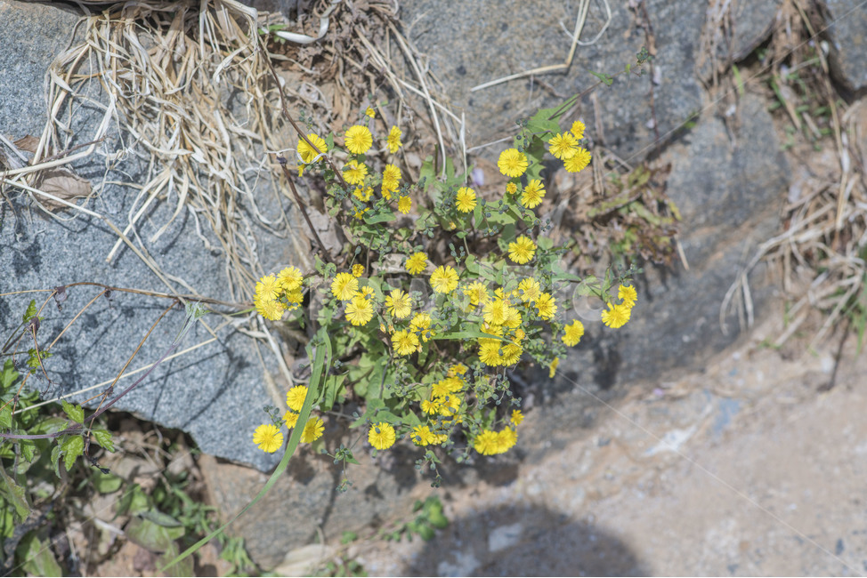 봄,봄꽃,들꽃,노란꽃,민들레,봄,계절,spring,season,식물,자연,plants,nature,꽃,flower,plant,blossom