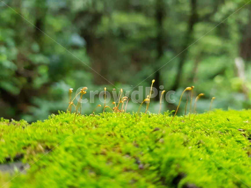 moss,이끼,plant,식물,자연,식물,자연,plants,nature