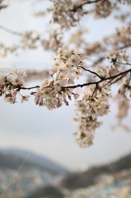 봄,꽃,벚꽃,들꽃,산책로,계절,봄,계절,spring,season,식물,자연,plants,nature,꽃,flower,plant