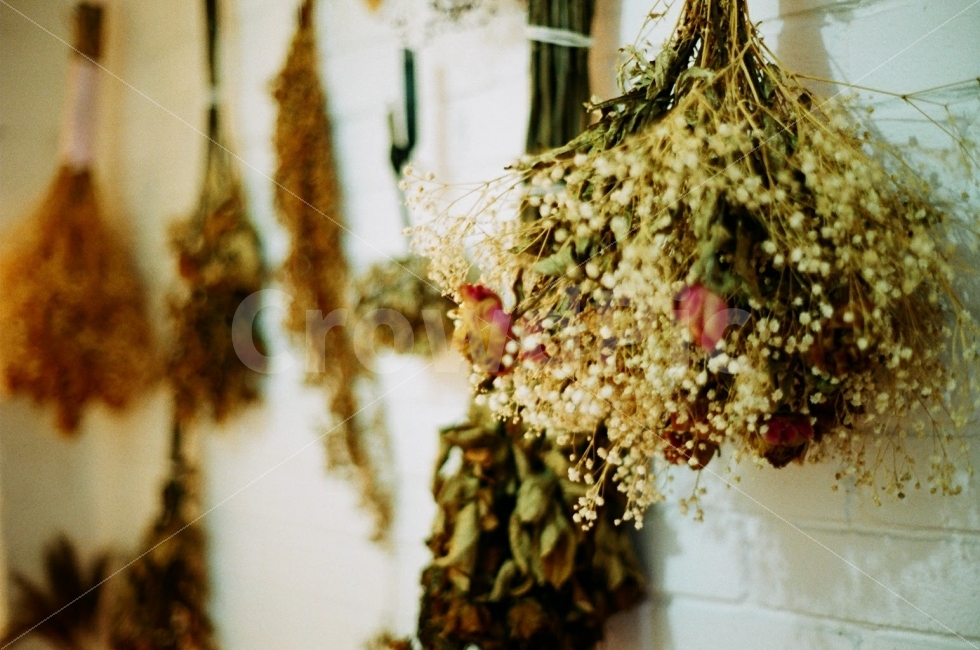 Flowers,dried flowers,roses,interior,cafe,vintage,sentimental photos,walls,deco,cafe,flowers,dried flowers,film photos