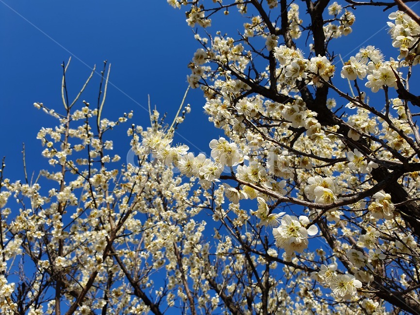 봄,매화꽃,매화,푸른,나무,봄,계절,spring,season,plant,식물,blossom,꽃,flower