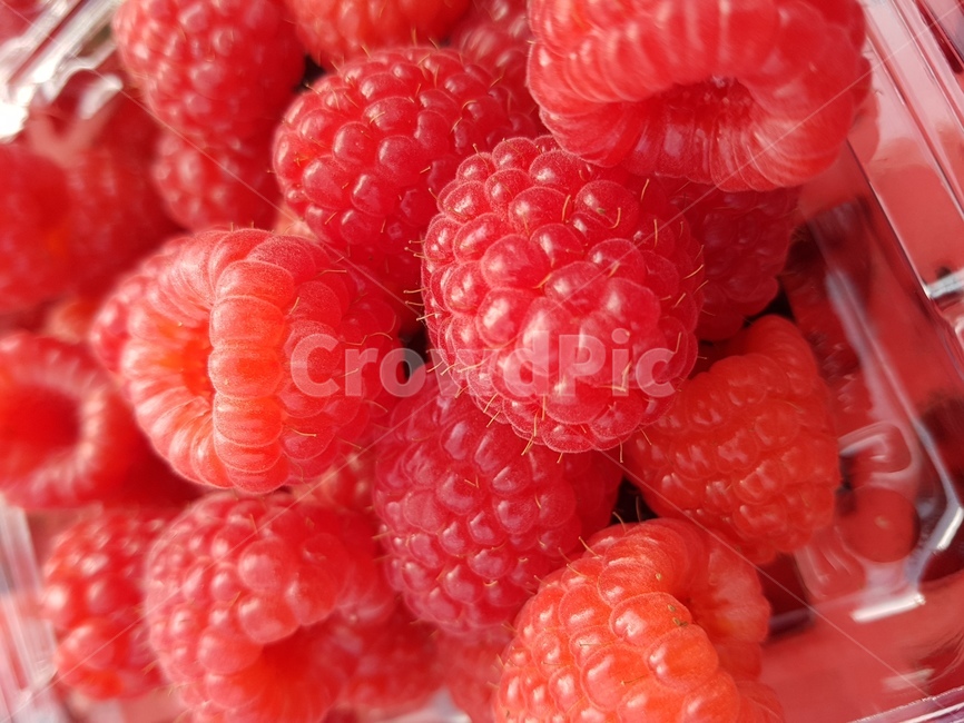 fruit,과일,food,음식,raspberry,산딸기,plant,식물,red,빨강,과일,열매,fruit
