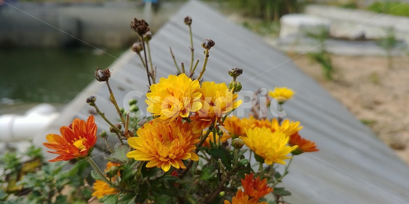 소국,국화,가을꽃,가을국화,식물,식물,자연,plants,nature,꽃,flower