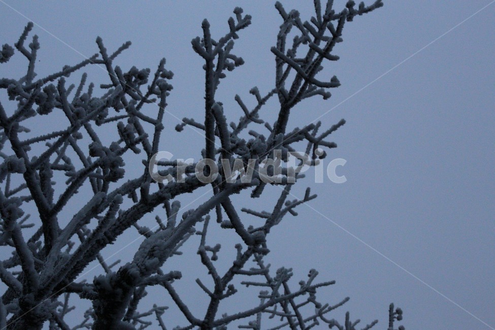 한라산,제주도,산,상고대,자연,숲,나무,겨울,눈,눈꽃,snow,식물,자연,plants,nature,나무,trees,wood