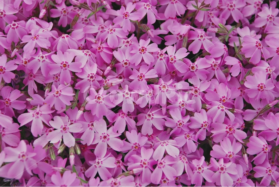 자연,식물,꽃,꽃잔디,분홍꽃,식물,자연,plants,nature,꽃,flower
