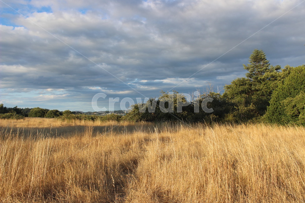 outdoors,옥외,목초지,grassland,들,field,nature,자연,savanna,대초원,canada,캐나다,자연,풍경,nature,landscape