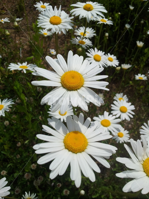 꽃,계란꽃,구절초,여름,자연,접사,들판,산,식물,자연,plants,nature,꽃,flower