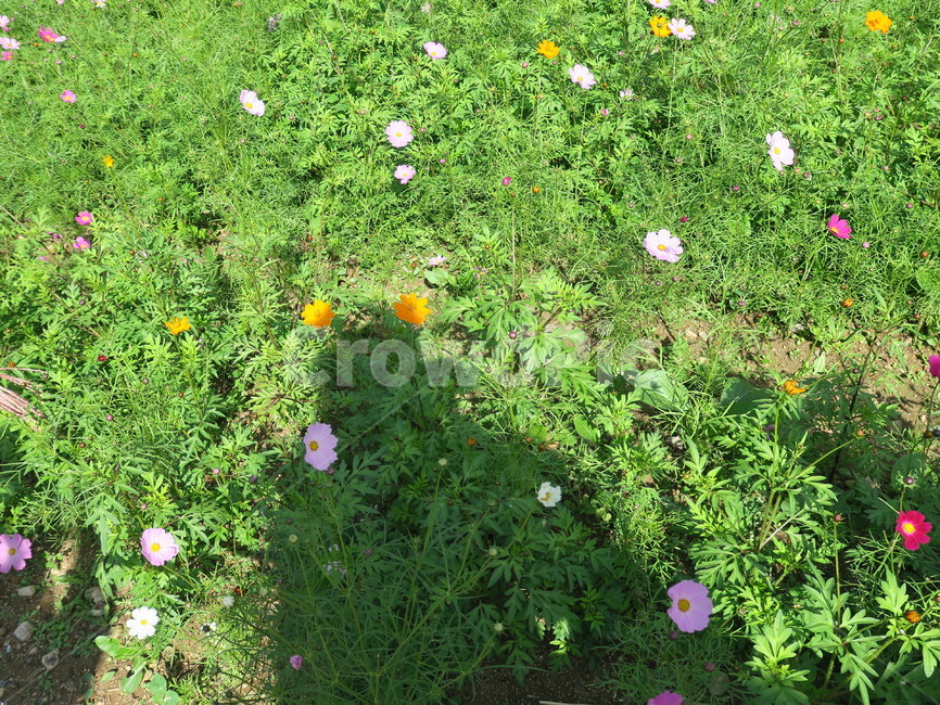 풀,꽃,초록,자연,식물,plant,그림자,식물,자연,plants,nature,꽃,flower