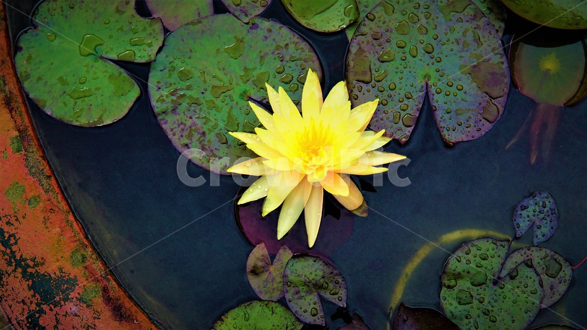 꽃,자연,연꽃,노란색,꽃감성,풍경,식물,식물,자연,plants,nature,꽃,flower