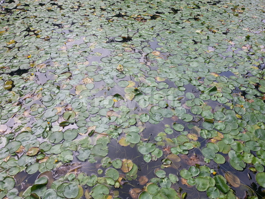 plant,식물,water,nature,자연