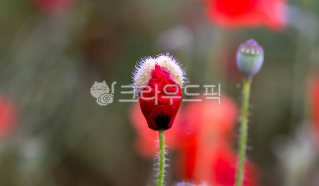 양귀비꽃,poppyflower,모양,shape,무늬,pattern