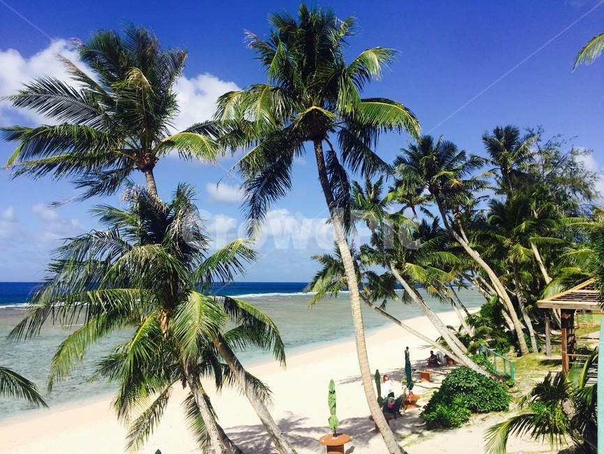 summer,여름,tropical,괌,야자수,여름,계절,summer,season,해변,바다,beach,sea
