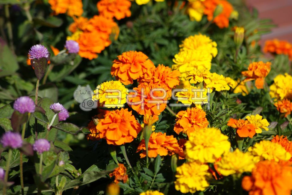 꽃,메리골드,금잔화,만수국,식물,천수국,국화과,정원,아름다움,원예,초록색,여름,개화,자연,꽃잎,노랑,노란색,nature,gardening,petal,plant,blooming,beauty,beautiful,summer,orange,color,botany,garden,flower,green,꽃,flower