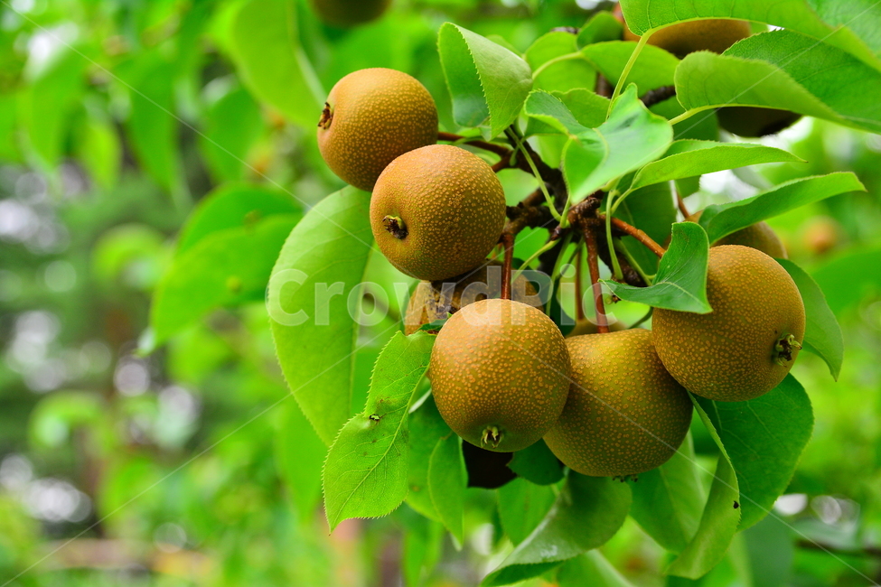 배,돌배,건강식품,귀한,토종,과일,나무열매,fruit,food,녹색,잘익은,그린,초록,pair,석세포,시원한맛,배즙,주스,수분,과수원,농원,토종배,식물,자연,plants,nature,음식,식재료,요리,food,cook,meal,dishes,food reserves,과일,열매,fruit