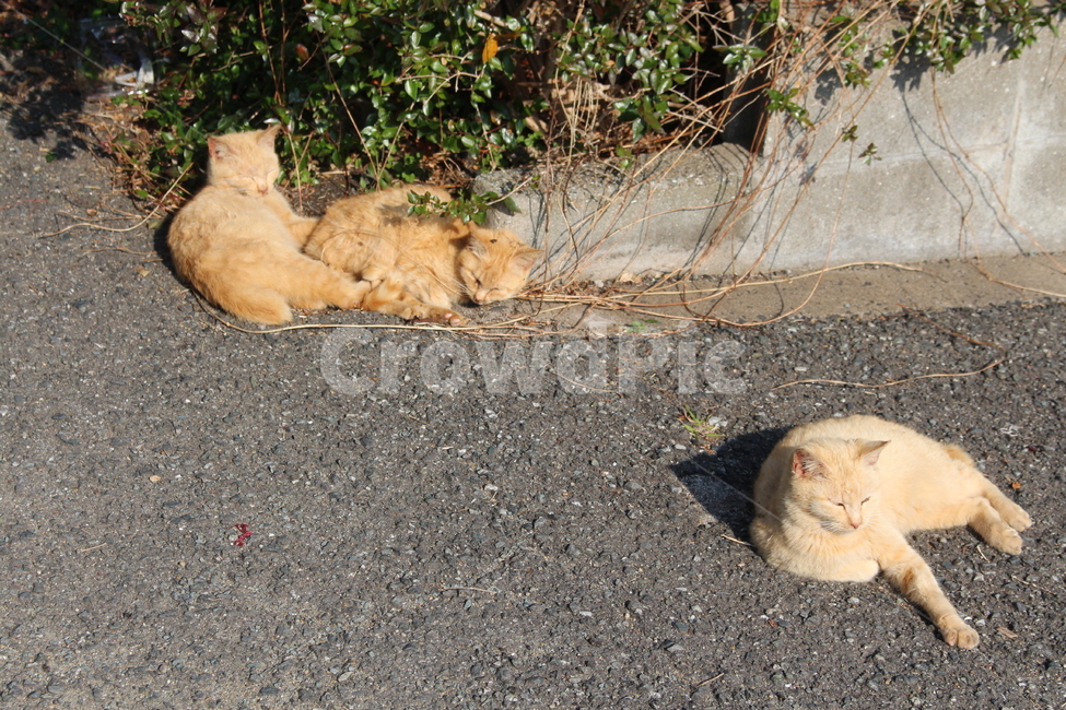 고양이섬,아이노시마,고양이,길냥이,cat,straycat,동물,동물,animal,포유류,mammal,고양이,cat,kitten,kitty