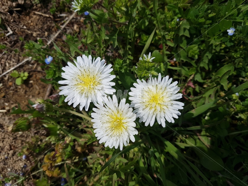plant,식물,blossom,꽃,flower,민들레