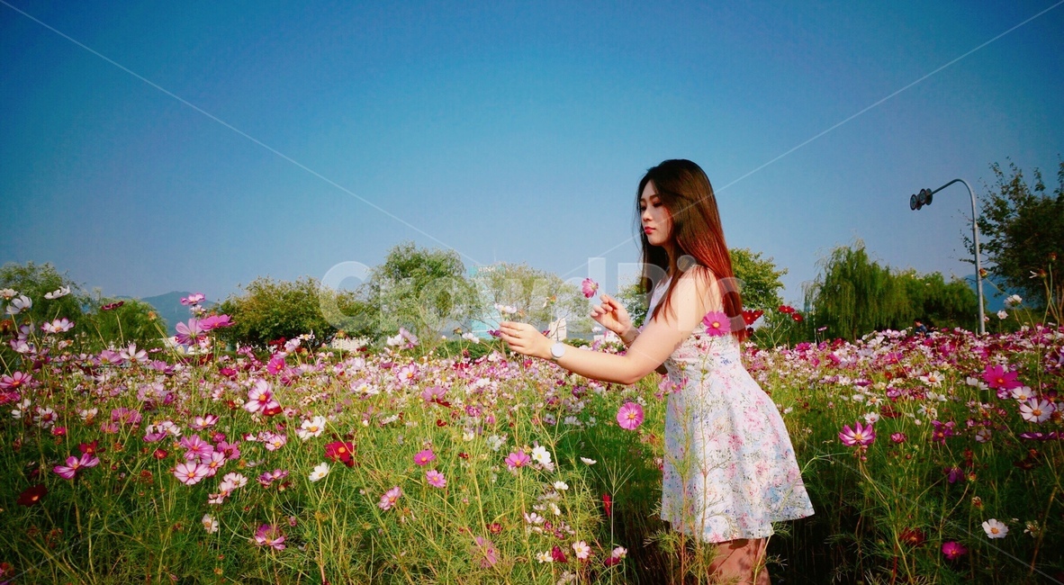 코스모스,여자옆모습,하얀원피스,꽃,긴머리여자,여자,생머리,염색머리,자연광,핑크색꽃,여성,여자,woman,female,lady