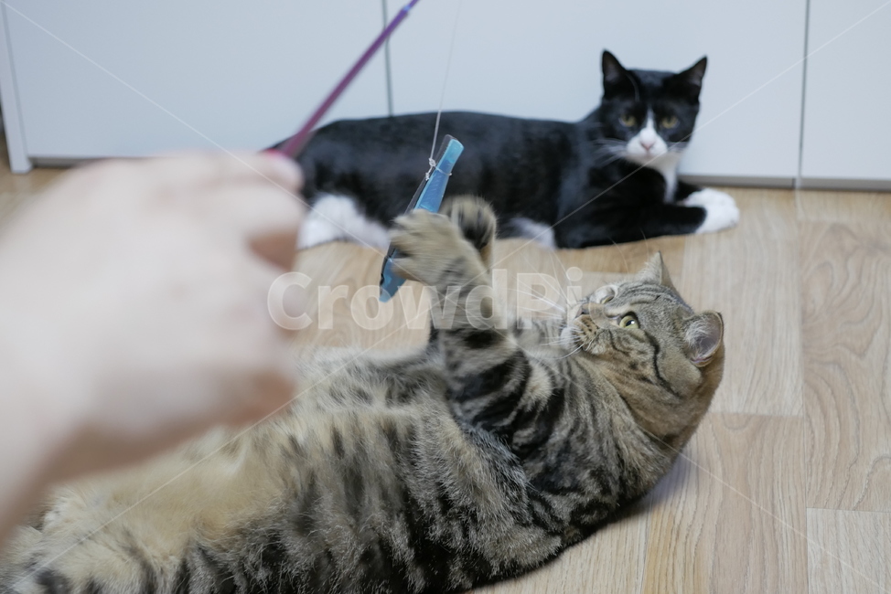 고양이,개냥이,동물,얼굴,표정,애교,귀여운,동물,animal,포유류,mammal,고양이,cat,kitten,kitty