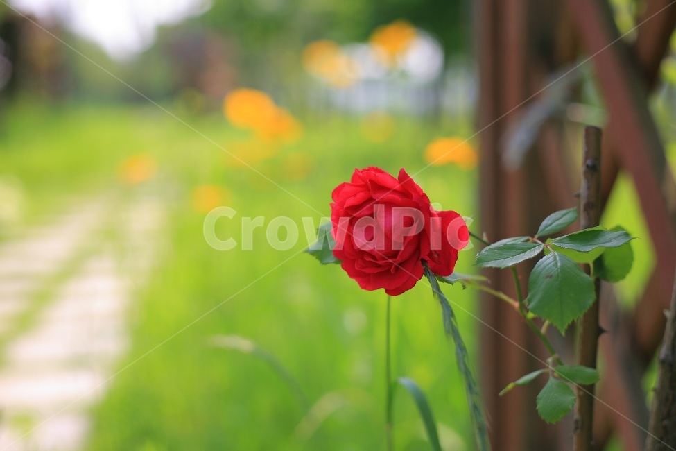 자연,꽃,장미,빨강,초록,초여름,담장,식물,자연,plants,nature,꽃,flower