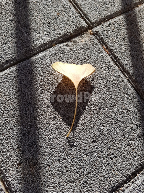 식물,아스팔트,잎,은행잎,그림자,길거리,보도,노랑,노랑색,1,혼자,바닥,한개,낙엽,누런,asphalt,plant,leaf,가을,계절,fall,autumn,season