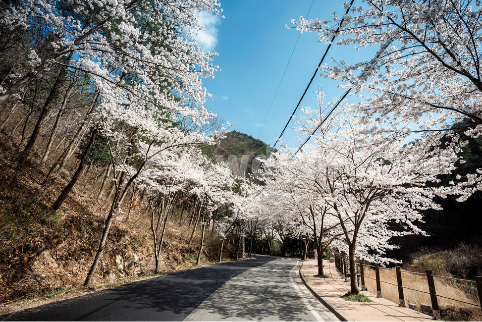 벚꽃,벚꽃길,꽃밭,화사함,꽃길,봄,계절,spring,season,자연,풍경,nature,landscape,한국자연풍경,한국자연경관,korea nature landscape,plant,식물,blossom,꽃,flower