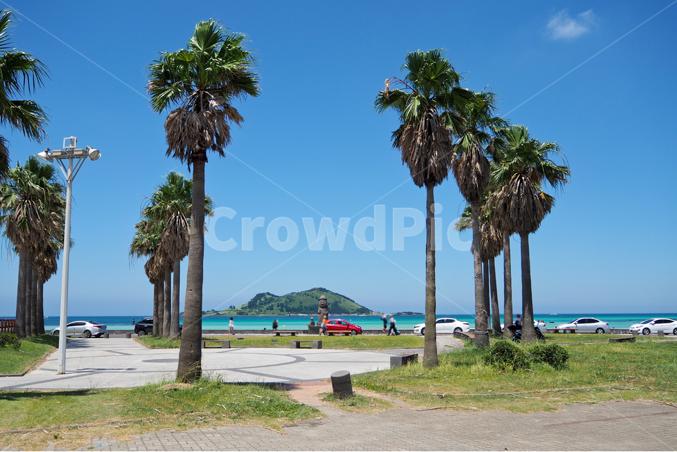 제주도,자연,풍경,jejuisland,jeju,nature,landscape,야자수,하늘,해수욕장,섬,바다,palmtree,sky,beach,island,sea,자연,풍경,nature,landscape,제주도,jeju,jeju island,summer,여름,palm tree,arecaceae,Arecaceae,tree,나무,plant,식물,person,사람,human,인간