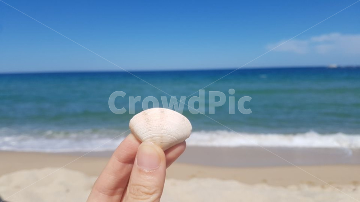 바다,해변,해수욕장,조개,모래사장,해변,바다,beach,sea,사람,인물,인간,human,person,신체일부,몸,body