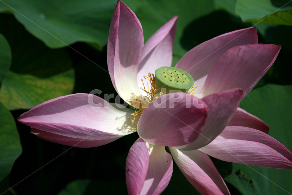 연꽃,연잎,식물,flower,plants,nature,꽃,꽃봉오리,연못,식물,자연,plants,nature,꽃,flower