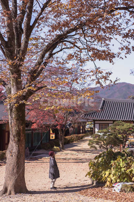 단풍,가을,정자,절,나무,낙엽,은행나무,은행,단풍나무,산,기와,사원,인물,선선함,시원함,가을,계절,fall,autumn,season,한국전통,한국문화,korean traditional,korean culture,사람,인물,인간,human,person