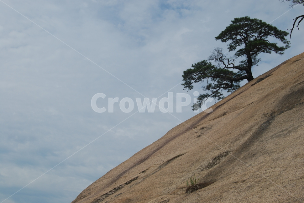 북바위산,국립공원,야생,봄,자연휴양림,자연,풍경,nature,landscape,식물,plants,나무,trees,wood,slope,경사,tree,plant