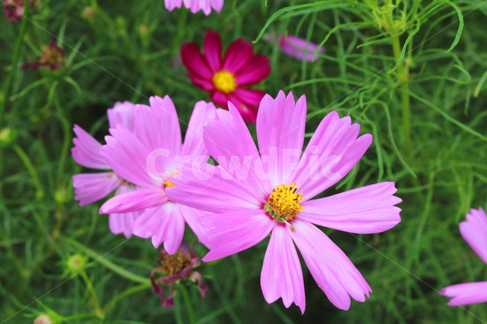 꽃,코스모스,코스모스꽃,식물,국화과,가을,식물,자연,plants,nature,꽃,flower