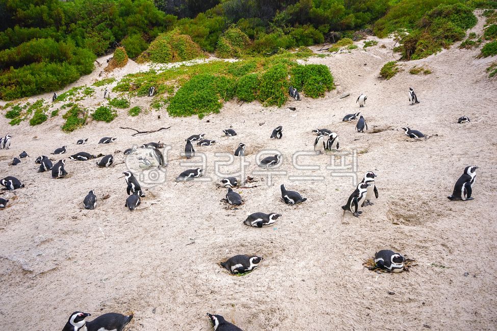 남아프리카공화국,penguin,펭귄,케이프타운,자연,아프리카펭귄,야생,야생동물,africa,bouldersbeach,republicofsouthafrica,해변,볼더스비치,capetown,beach,ground,animal,bird,새,동물,동물,animal,조류,새,birds